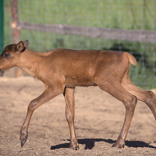 В Керженском заповеднике снова пополнение и нелёгкий выбор имени для оленёнка 1