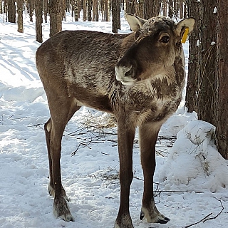 Мартовский репортаж из вольеров Керженского заповедника 3