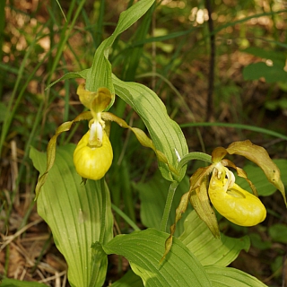 Ботанические новости Керженского заповедника 4
