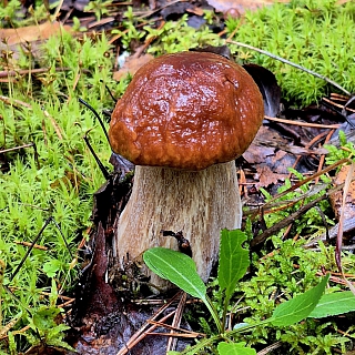 После недавних дождей в Борском районе заметно активизировался грибной сезон 2