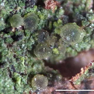 Находка мирового уровня в Керженском заповеднике 1