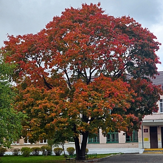 Четвёртая неделя осени 1