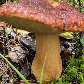 После недавних дождей в Борском районе заметно активизировался грибной сезон 4