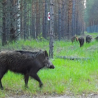 Фотоловушки засняли стадо кабанов, зайца и лося в Керженском заповеднике 2