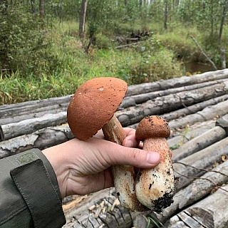 Министр здравоохранения собирал грибы на Бору 2