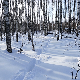 Первый этап зимнего маршрутного учета млекопитающих проведен в Керженском заповеднике 2