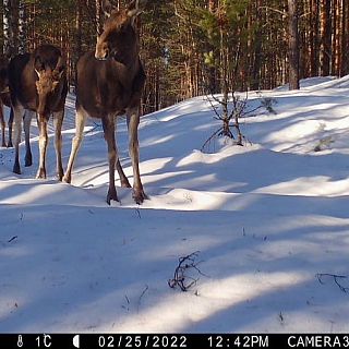 Лоси гуляют по насту в Керженском заповеднике 3