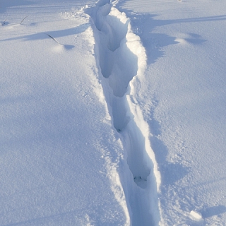 Первый этап зимнего маршрутного учета млекопитающих проведен в Керженском заповеднике 1