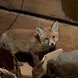 Лисенок пришёл к борчанам 2