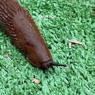 Огромные слизни атакуют огороды Борчан 1