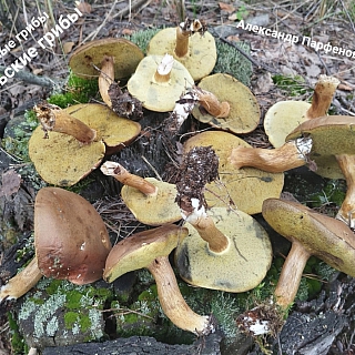 Полезная новость про борские грибы 3