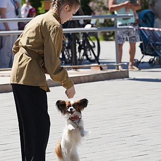 На Бору состоялся II областной фестиваль «Фронтовая собака» 6