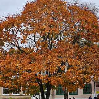 История главного борского клёна осенью 2023 года 5