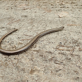 Изучение амфибий и рептилий продолжается в Керженском заповеднике 5