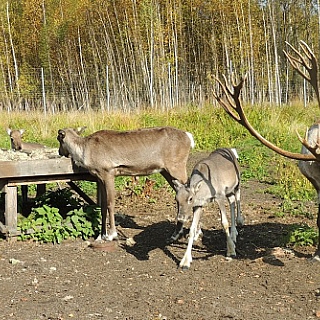 У оленей, проживающих в вольерных комплексах Керженского заповедника, начался гон – период свадеб 7