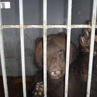 Судьба медведя: спасенный из борского леса Мишутка встретил первый день рождения 2