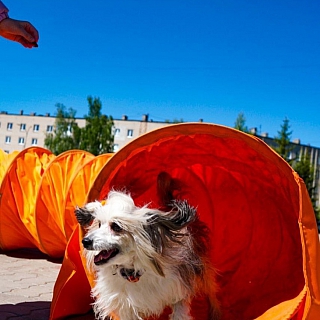 Хвостатый праздник: фестиваль «Мир собак» на площади ЦВР «Алиса» 5