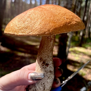 Борчане проверили лес на грибы 2