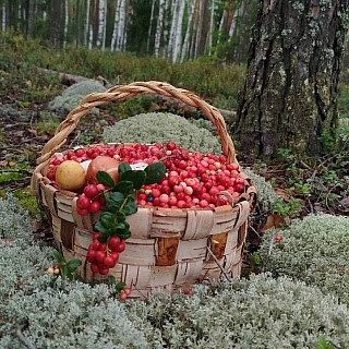 Брусника спеет в лесах Борского района 3