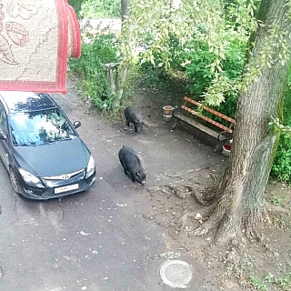 Семейство кабанов разгуливает по Бору 1