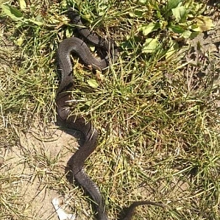 Нашествие змей в Борском районе 1
