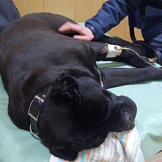 Печальная история от нашей подписчицы 2