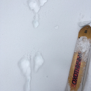 В Керженском заповеднике подведены итоги зимнего маршрутного учета зверей 3