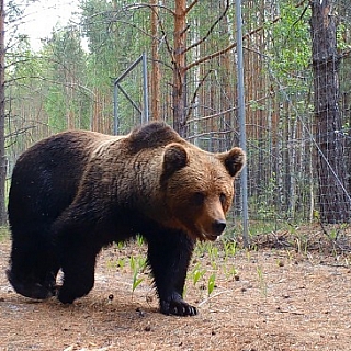 «Свадебное путешествие» медведей запечатлели в Керженском заповеднике 1