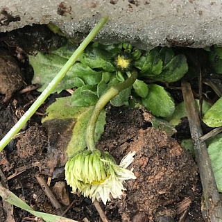 Январские первоцветы из Кантаурово 2