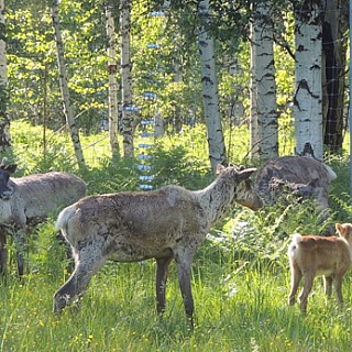 Шестой северный олененок родился в Керженском заповеднике 2