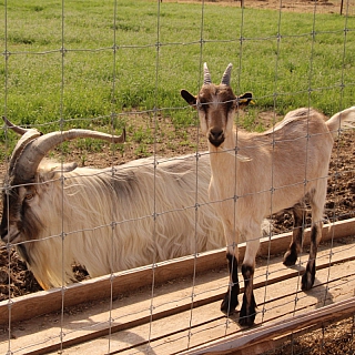 Создатели оленьей фермы на Бору планируют открыть эко-парк 7