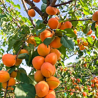 И всё-таки в глобальном потеплении есть свои преимущества 1