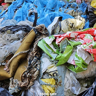 Кто же догадался сделать это в борском лесу? 1