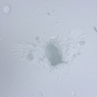 В Керженском заповеднике подведены итоги зимнего маршрутного учета зверей 5