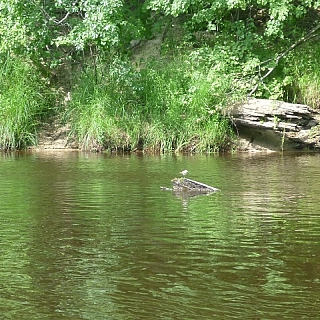 Заповедный Керженец: ждём половодье 3