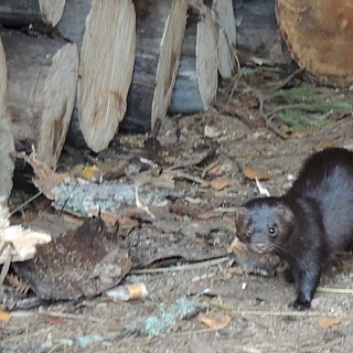 Аме­ри­кан­ские нор­ки по­се­ли­лись в Кер­жен­ском за­по­вед­ни­ке 3