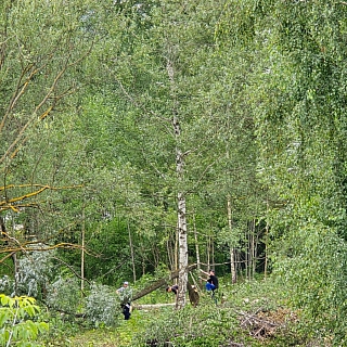 Что происходит в зарослях на Луначарского? 1