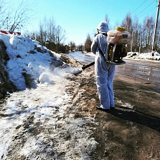 Труп поросенка нашли на борской улице 2