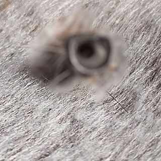 "Люди", у вас есть хоть капля сострадания и любви к животным?! 2