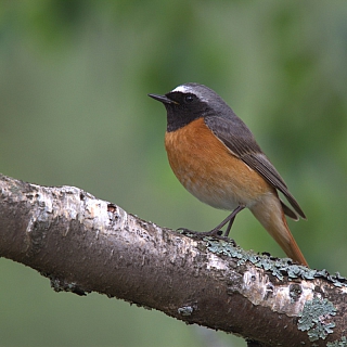 Любовь животного происхождения, или Каждой твари – по паре! 3