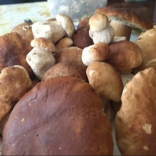 Борские грибные гиганты 2