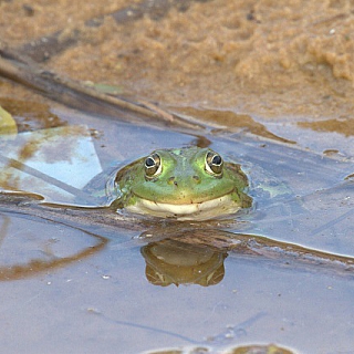Изучение амфибий и рептилий продолжается в Керженском заповеднике 4