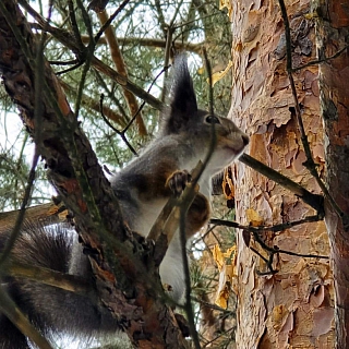 Борчане и белки 4