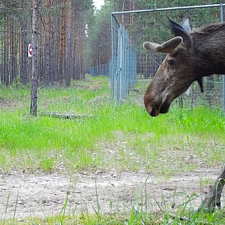 Фотоловушки засняли стадо кабанов, зайца и лося в Керженском заповеднике 3