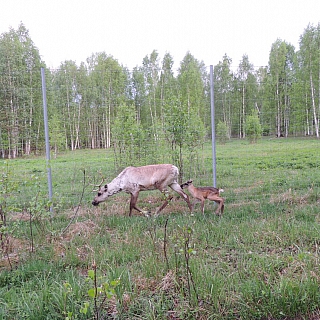 Северный олененок родился в Керженском заповеднике 2