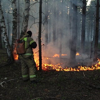 Порой на Бору с нашего молчаливого согласия происходят страшные вещи 8
