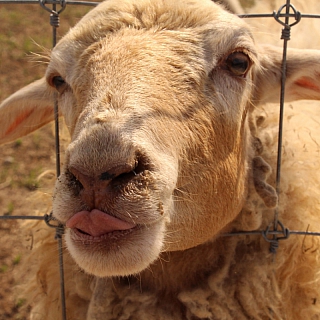 Создатели оленьей фермы на Бору планируют открыть эко-парк 6