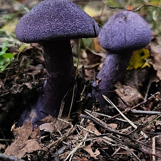 Диковинка из борского леса 1