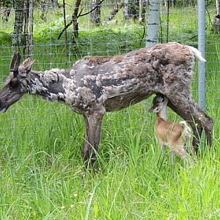 Шестой северный олененок родился в Керженском заповеднике 4
