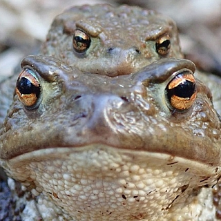 Изучение амфибий и рептилий продолжается в Керженском заповеднике 1